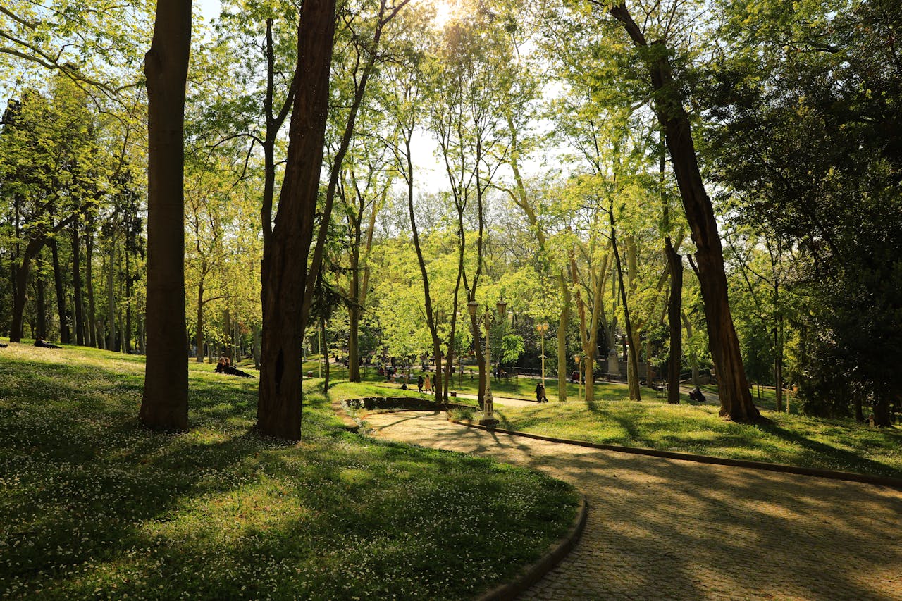 hero-img-02 Peaceful spring scenery in Gülhane Park captures lush greenery and sunlight filtering through the trees.