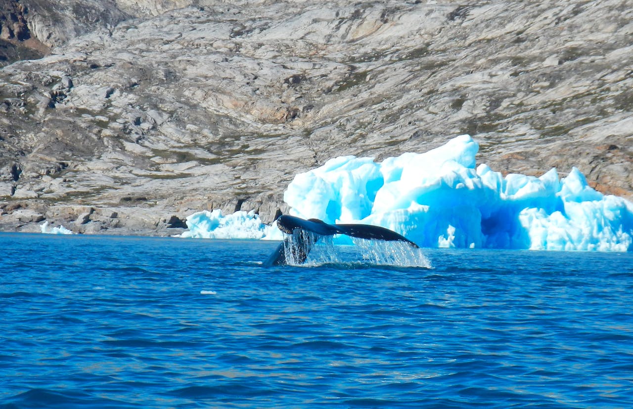 A humpback whale diving near an iceberg in Tiniteqilaaq, Greenlands icy waters.
