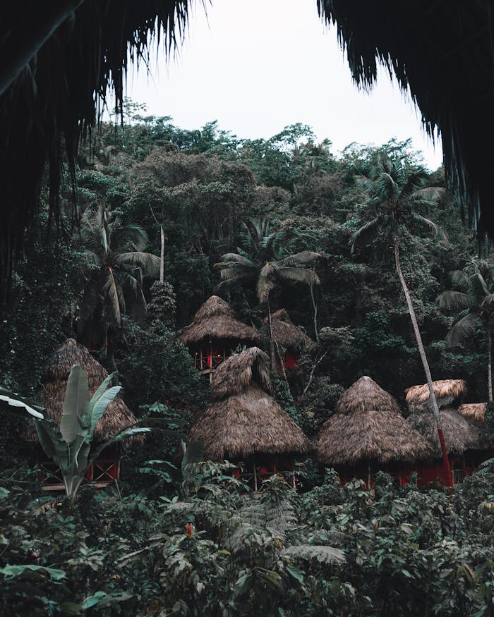 services-02 Explore traditional nipa huts surrounded by lush tropical jungle in Samaná, Dominican Republic.